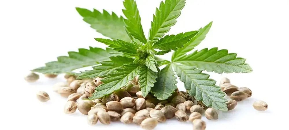 Legal Edibles Australia Online – Research on Legal Cannabis Edibles