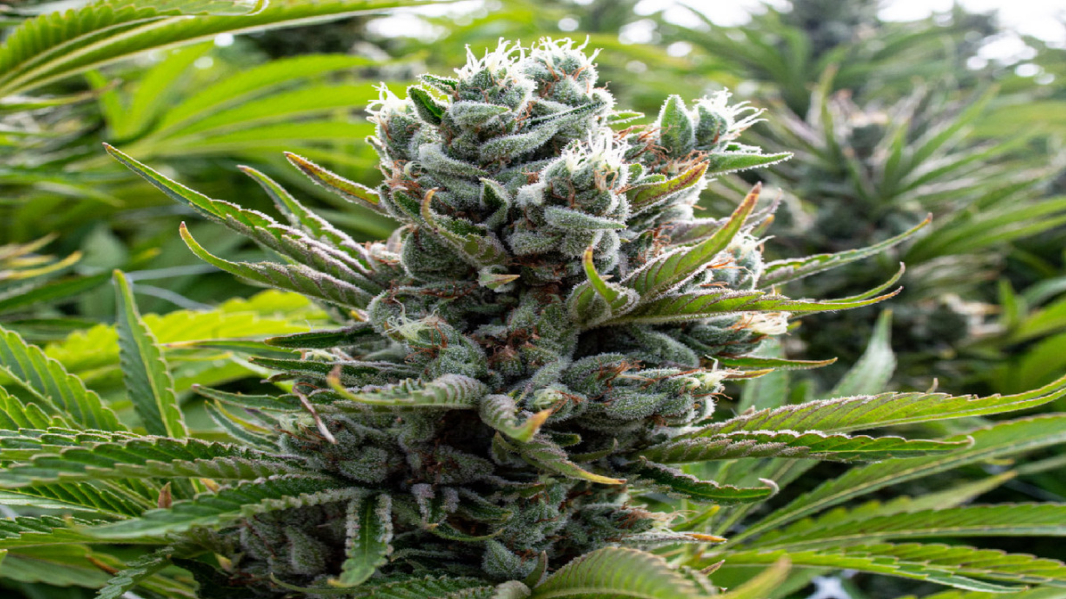 Green Leaf Store EU's CBD Kush Promise: Hand-Picked and Lab-Verified