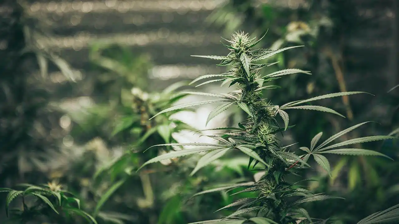 Buy THCA Flower Online from Delta 8 THC Austin – Lab-Tested and High-Quality Hemp