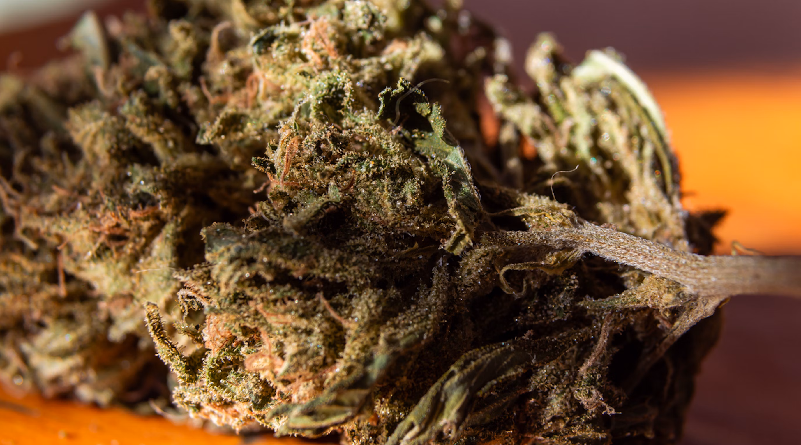 Marijuana Buds UK: Educational Insights for Responsible Use
