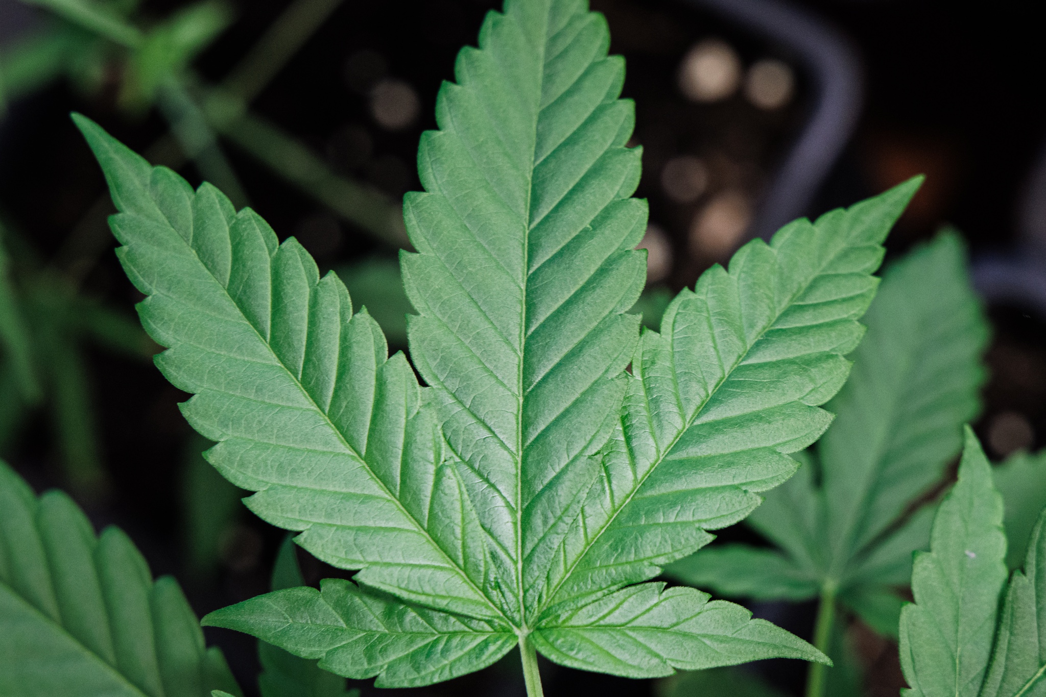 UK Cannabis Pre-rolled Joints – Fresh, Potent &amp; Ready-to-Smoke Premium Rolls